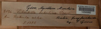 Diatrype stigma image